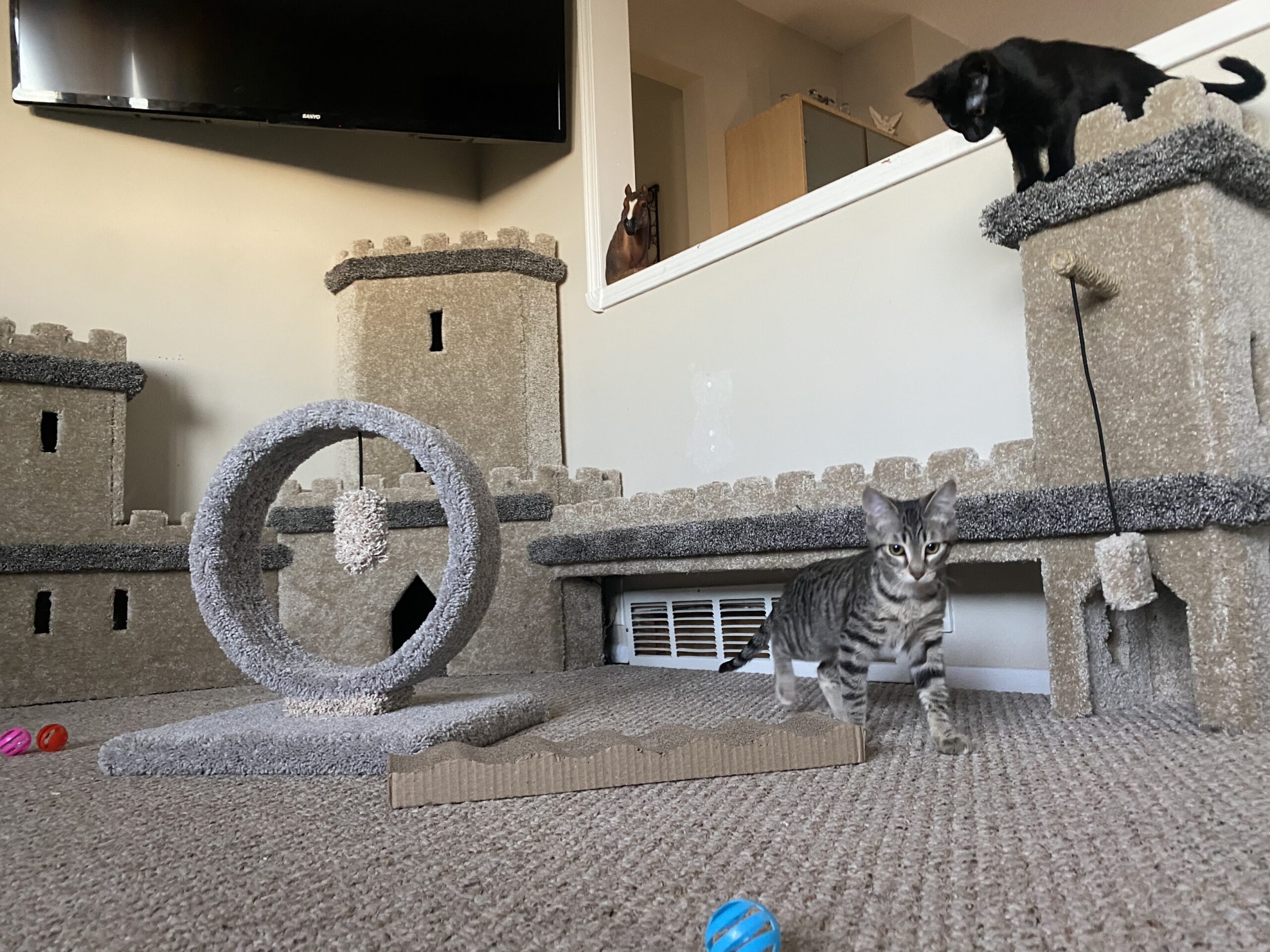 Alita & Gracie’s Happy Ending!