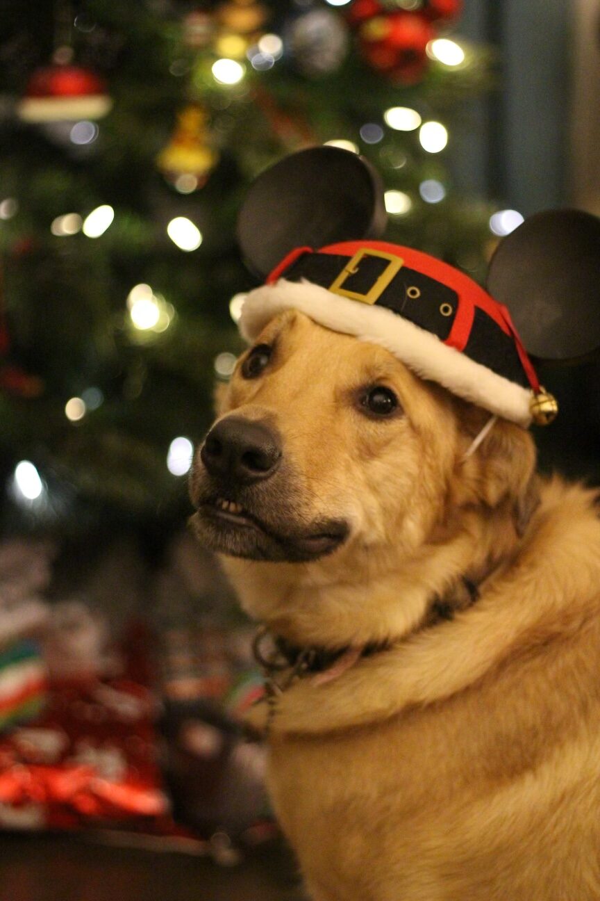 Hayley’s Adoption Story