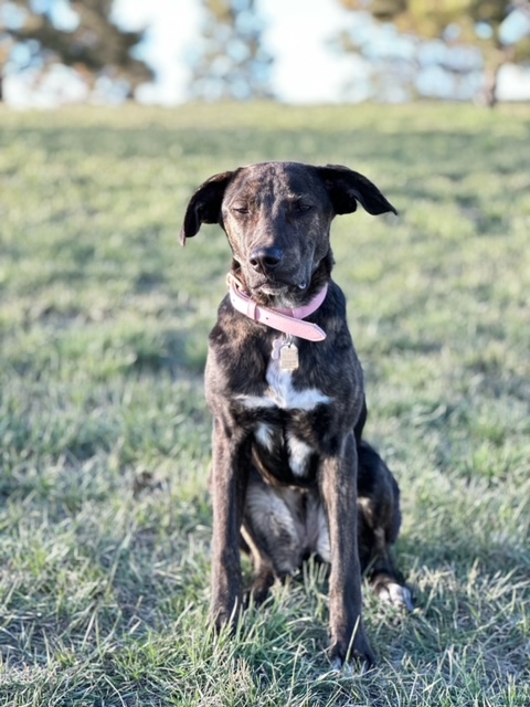 Gracie’s Adoption Story