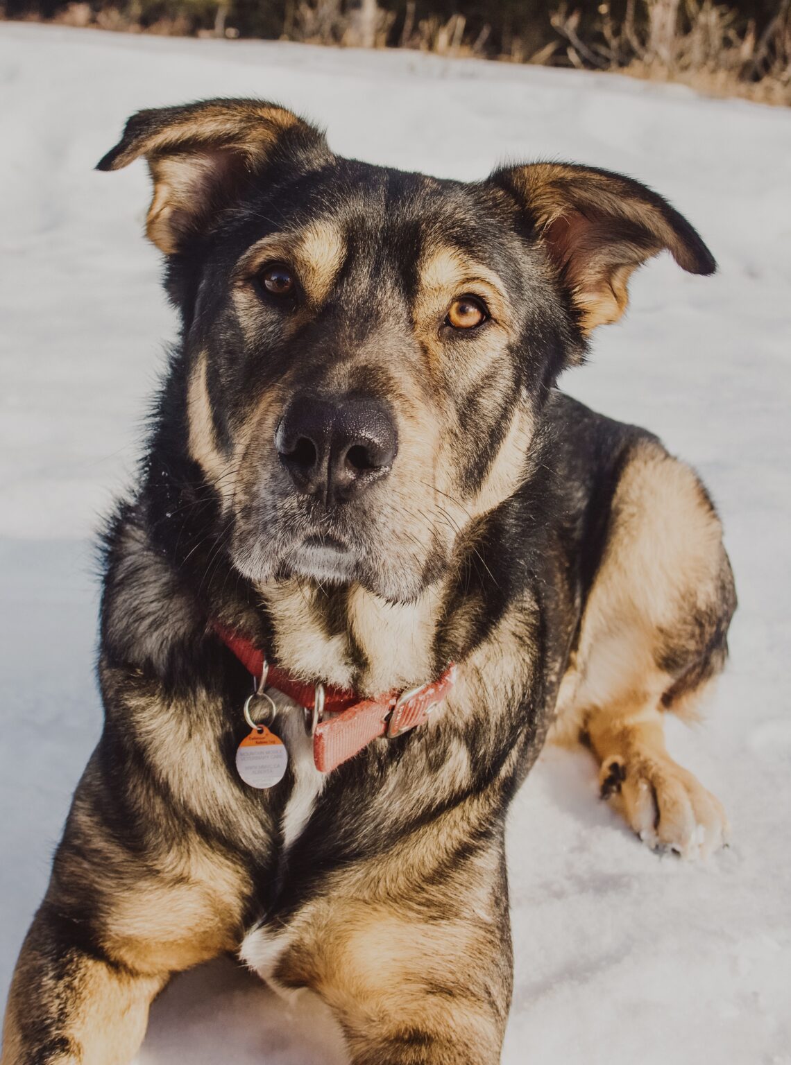 Ranger’s Adoption Story