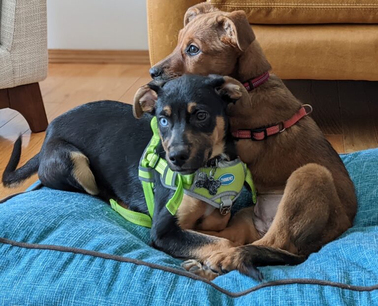 Indy & Lola’s Adoption Stories