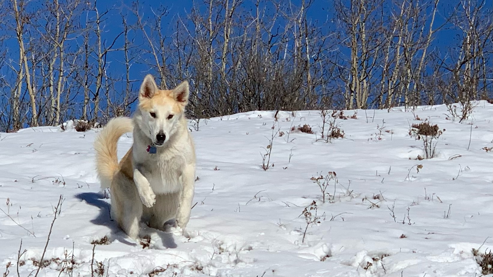 Josie’s Adoption Story