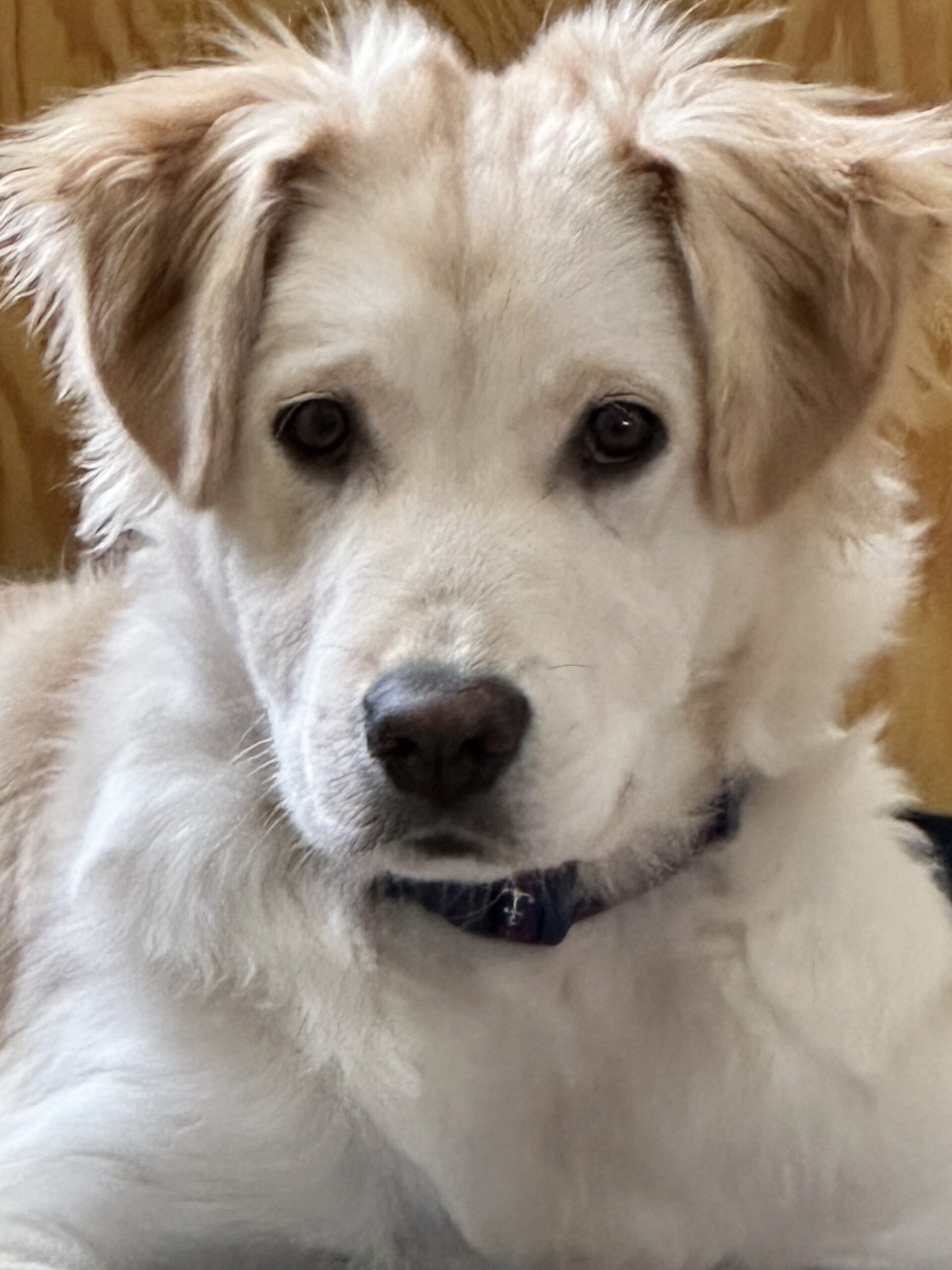 Bailey’s Adoption Story