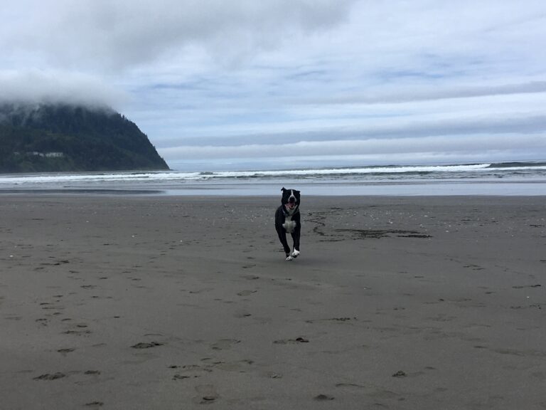 Tucker’s Adoption Story