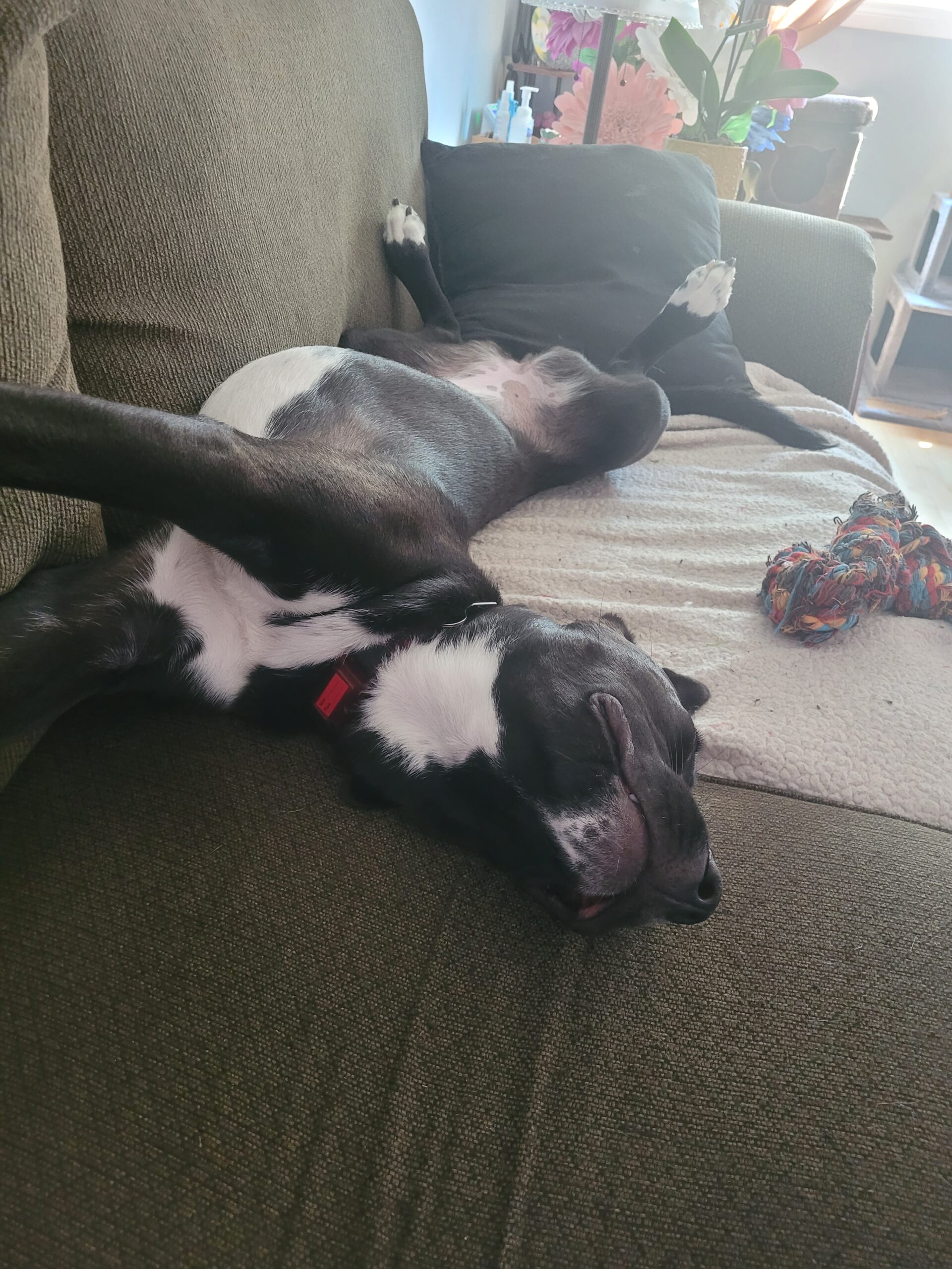 Elsa’s Adoption Story