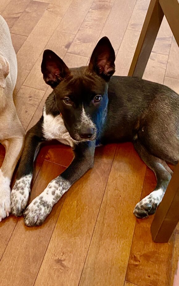 Parker’s Adoption Story