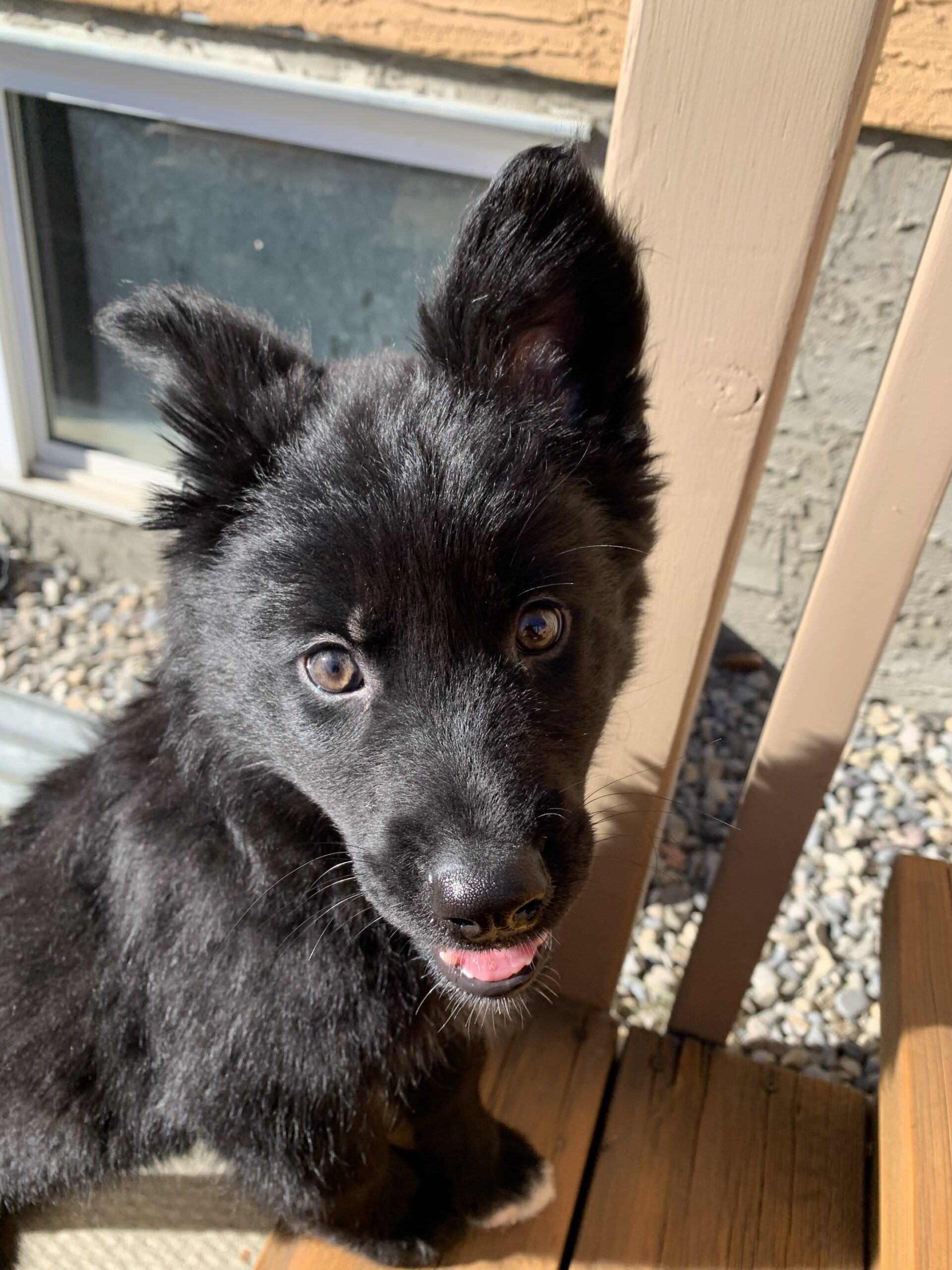 Scout’s Adoption Story