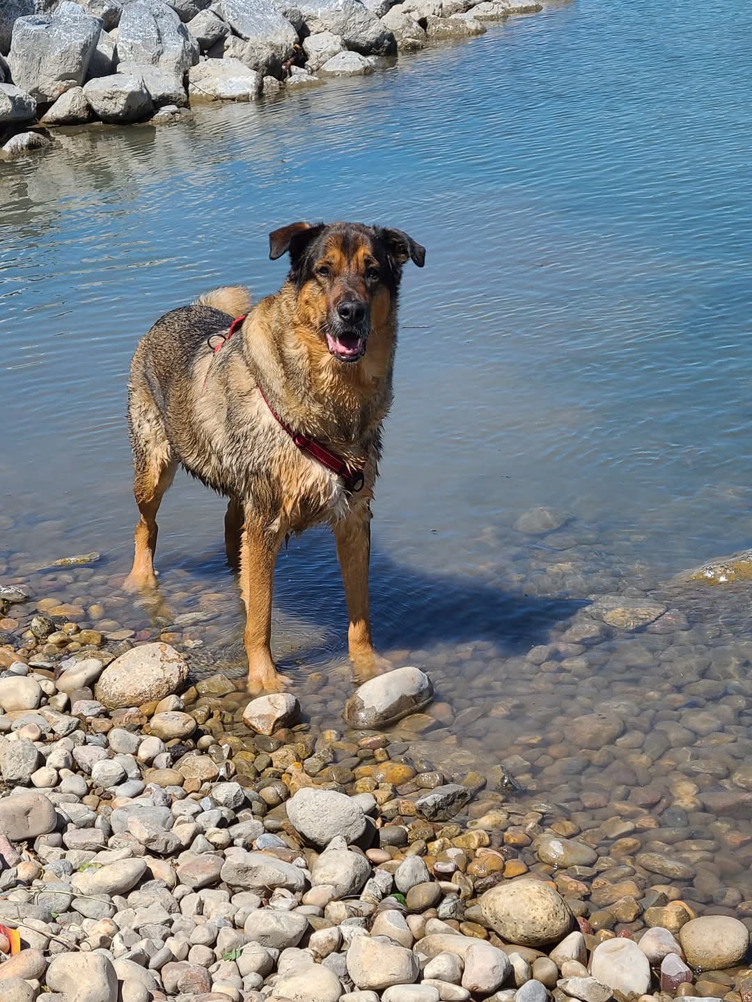 Fred’s Adoption Story