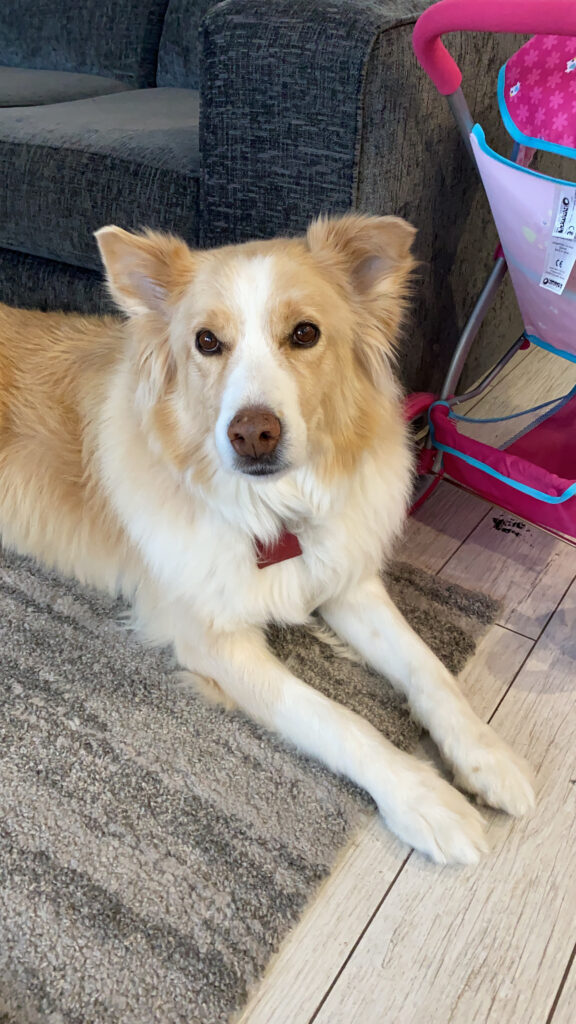 Koa’s Adoption Story