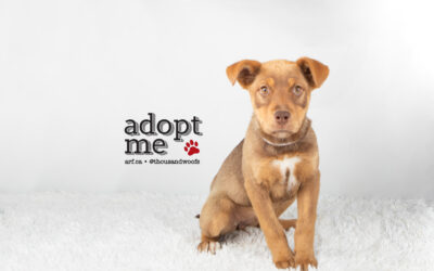 d5917F_Cinnamon-1
