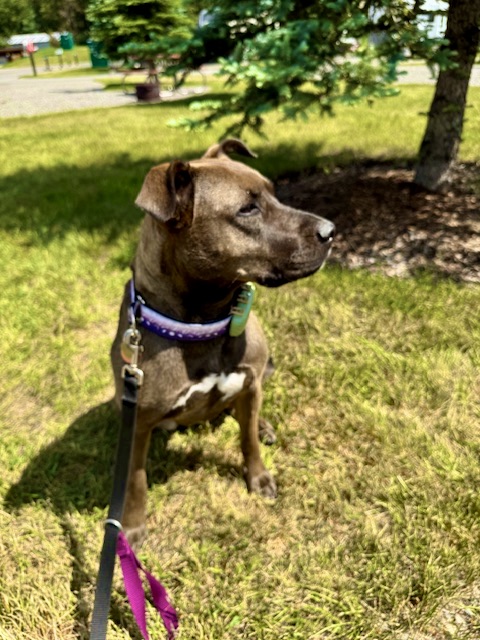 Tika’s Adoption Story