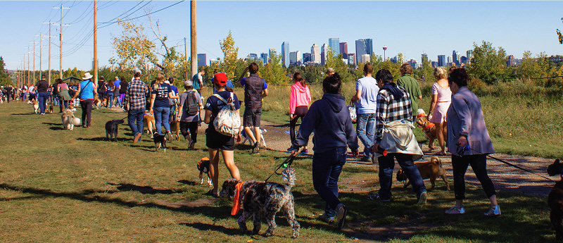 Community Events | Animal Rescue Foundation