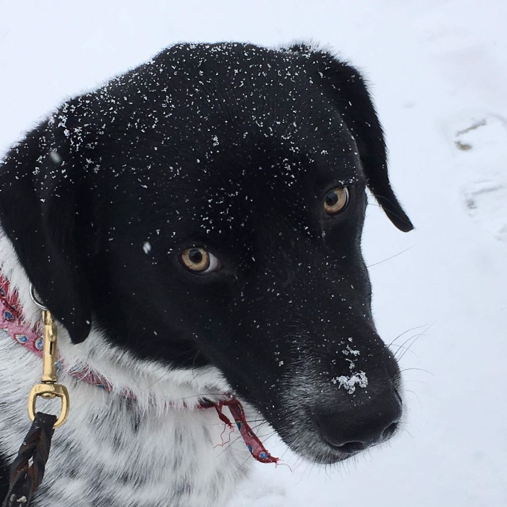 Cooper’s Adoption Story