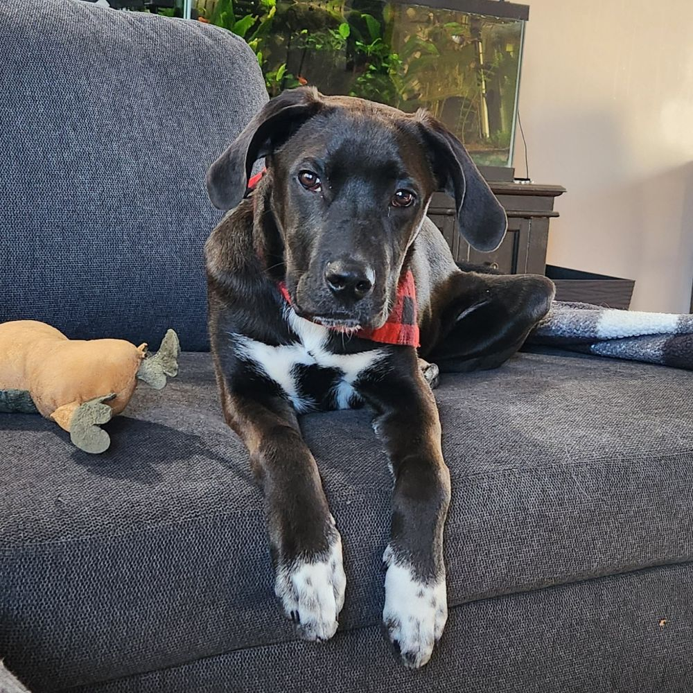 Griffin’s Adoption Story