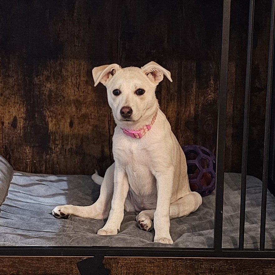 Tikka’s Adoption Story