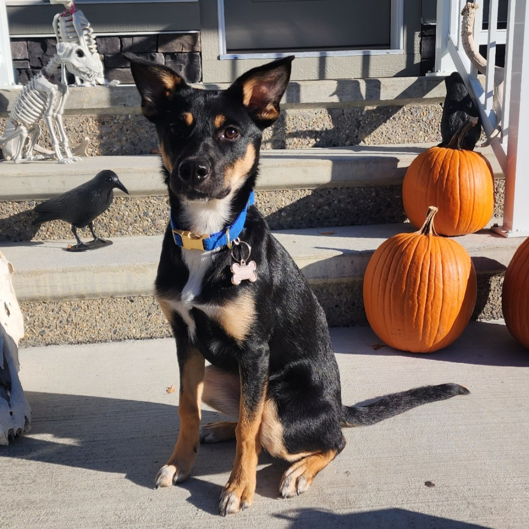 Pepper’s Adoption Story