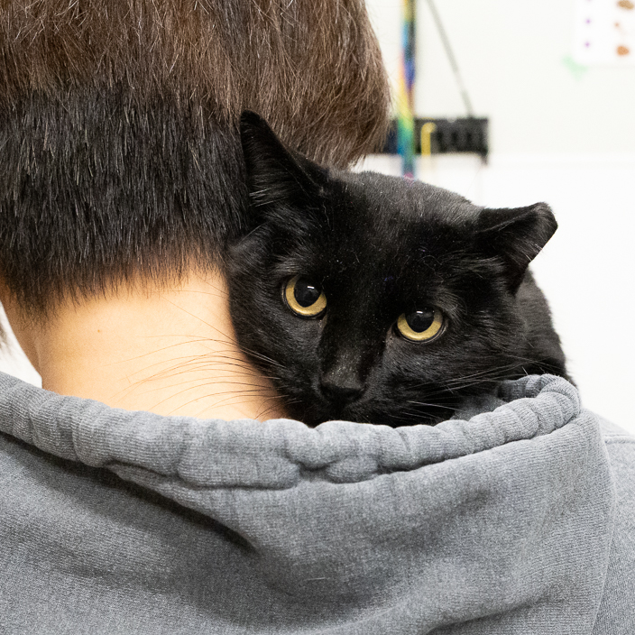 4429F: Cinder | Animal Rescue Foundation