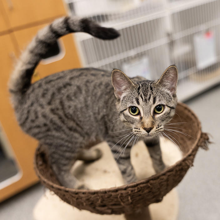 4568F: Peaches | Animal Rescue Foundation